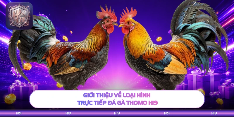 Giới thiệu về loại hình trực tiếp đá gà thomo H19